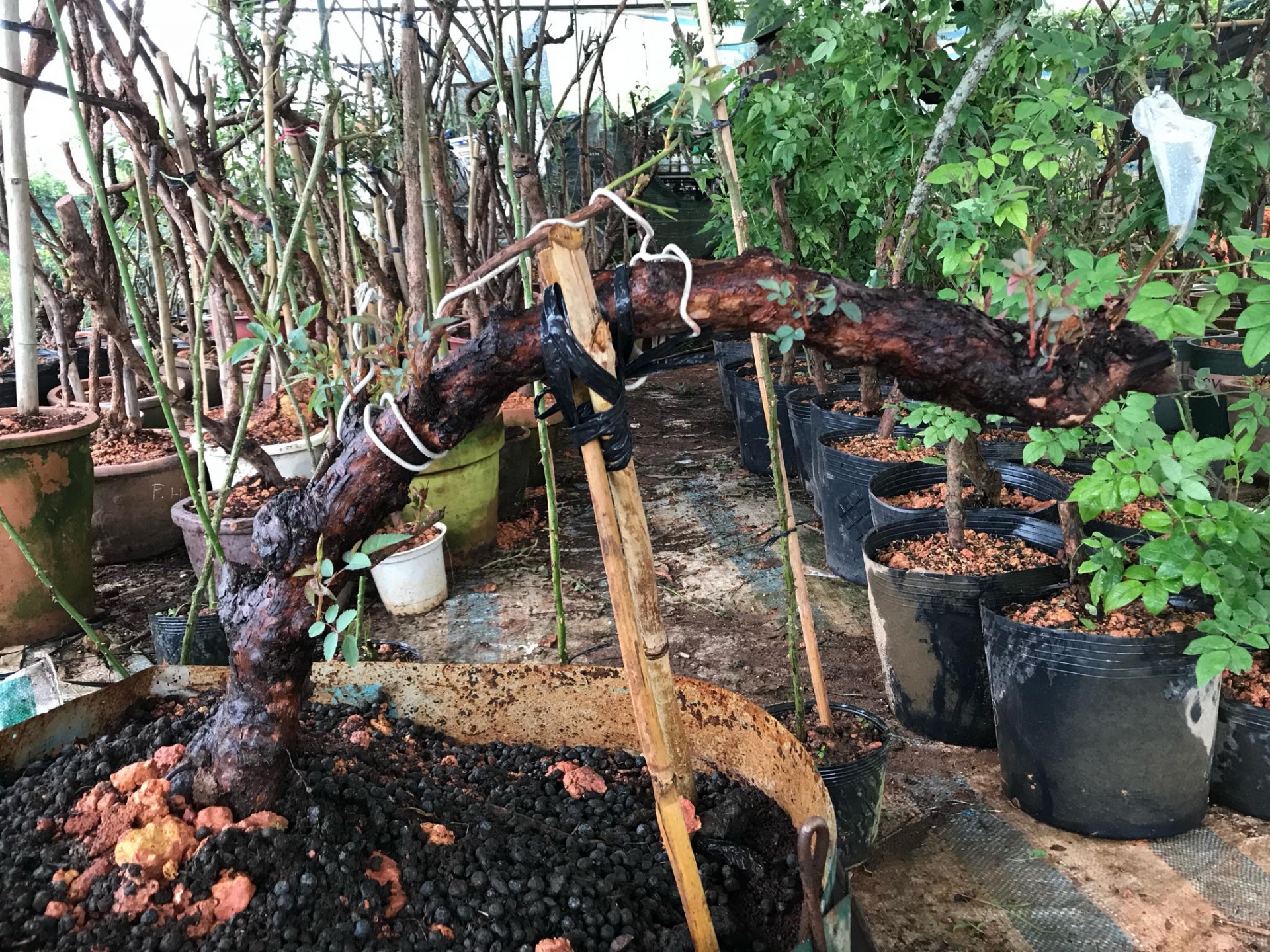 Khu vườn với những gốc hồng bonsai trị giá hàng trăm triệu ở Đà Lạt khu vuon voi nhung goc hong bonsai tri gia hang tram trieu o da lat