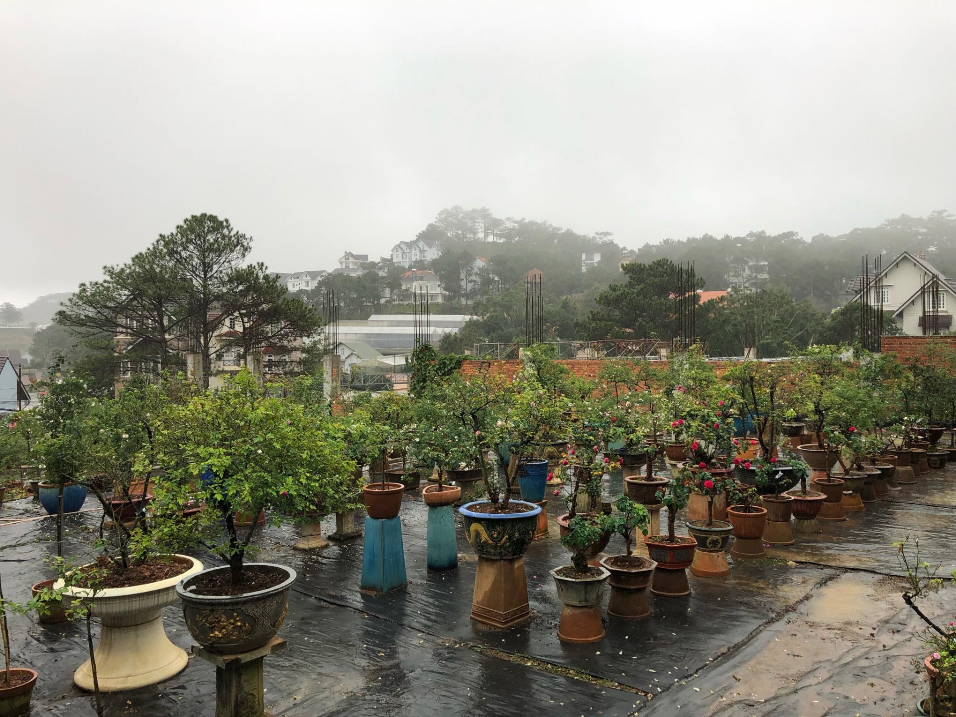 Khu vườn với những gốc hồng bonsai trị giá hàng trăm triệu ở Đà Lạt khu vuon voi nhung goc hong bonsai tri gia hang tram trieu o da lat