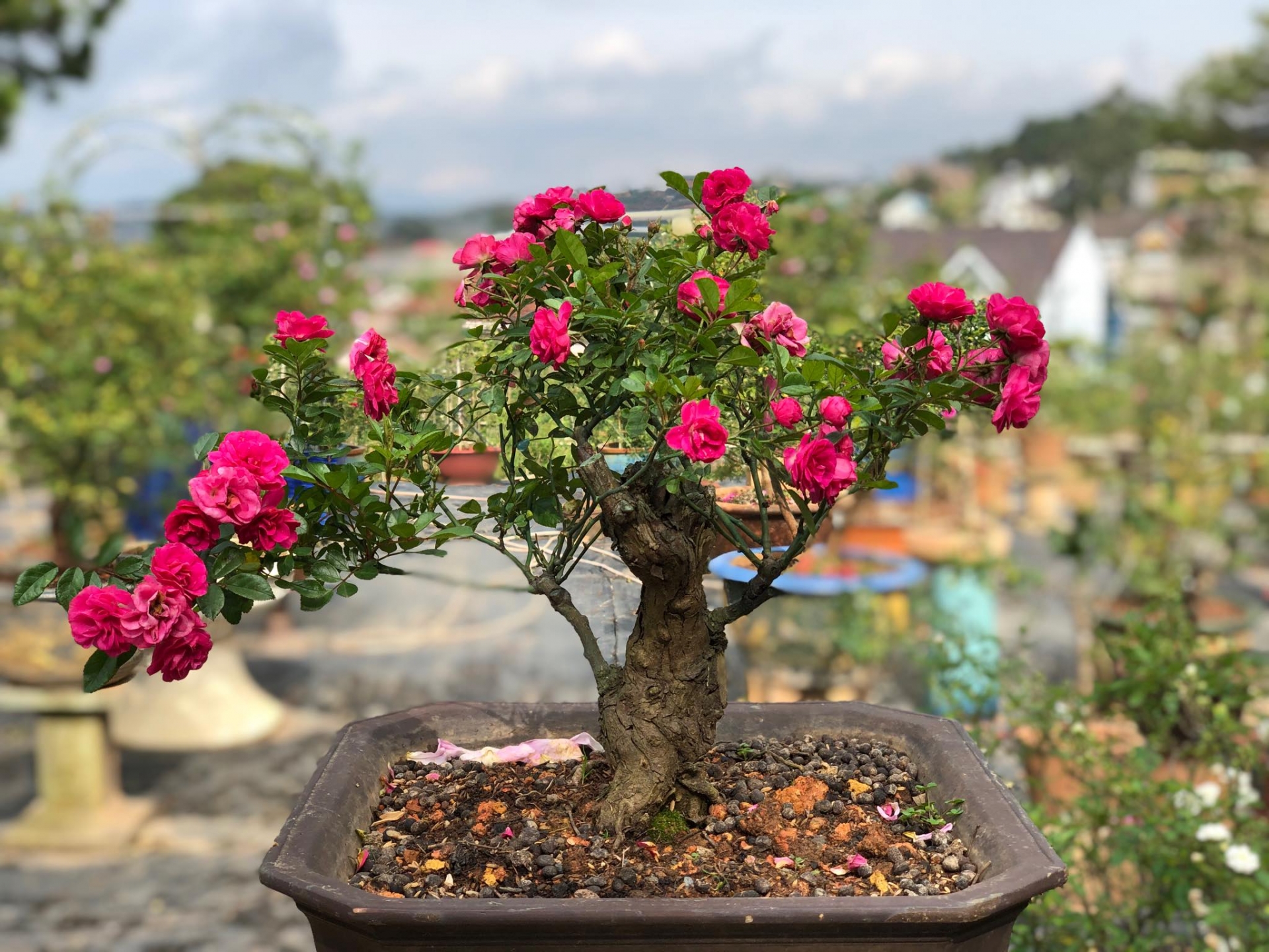 khu vuon voi nhung goc hong bonsai tri gia hang tram trieu o da lat