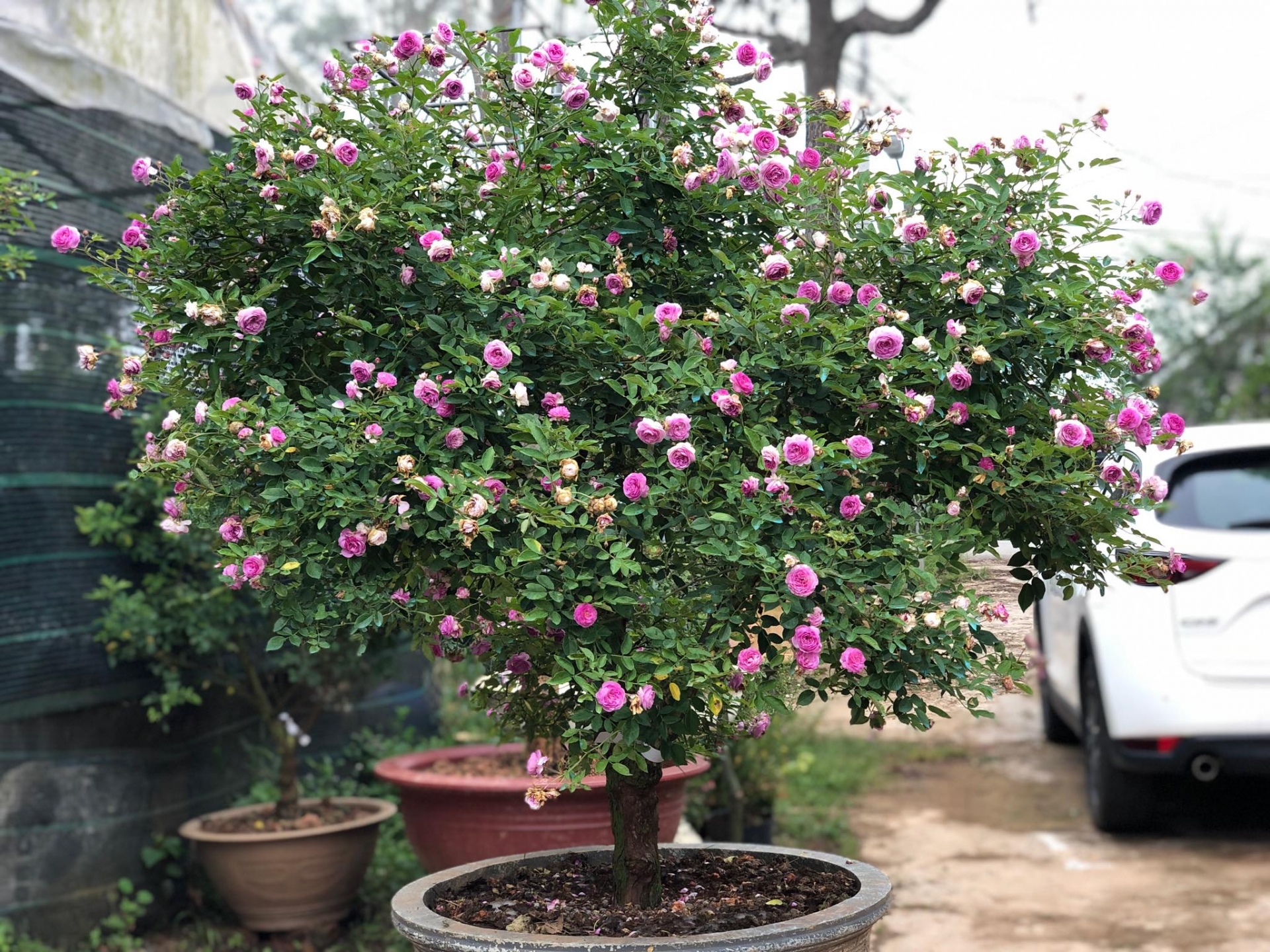 khu vuon voi nhung goc hong bonsai tri gia hang tram trieu o da lat