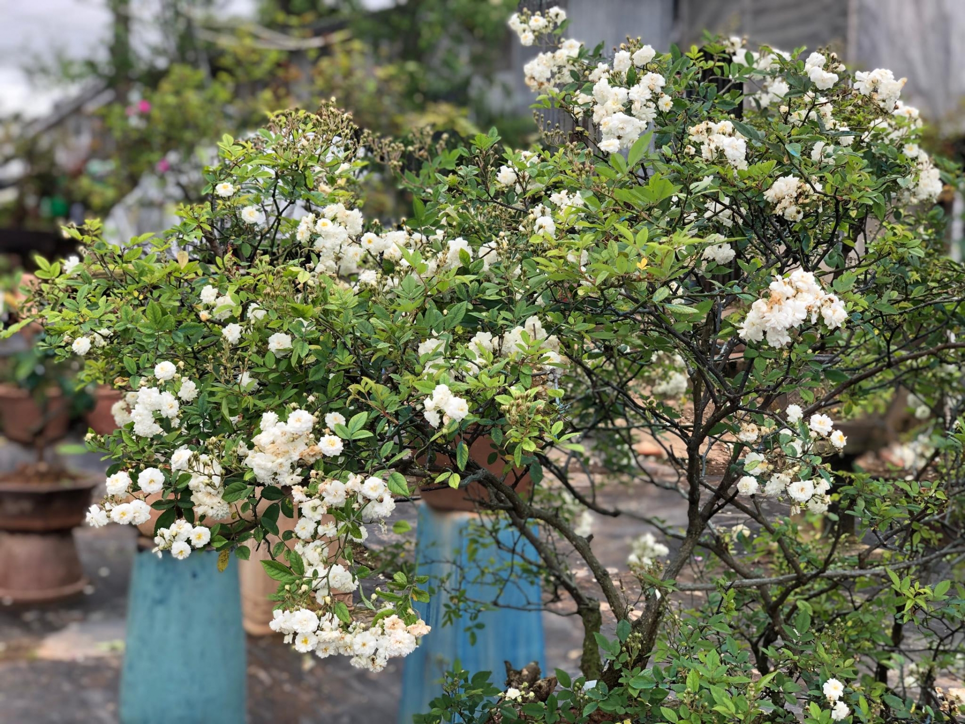 khu vuon voi nhung goc hong bonsai tri gia hang tram trieu o da lat