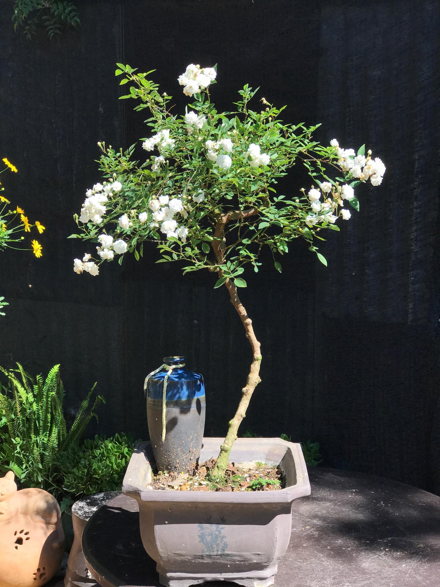 khu vuon voi nhung goc hong bonsai tri gia hang tram trieu o da lat