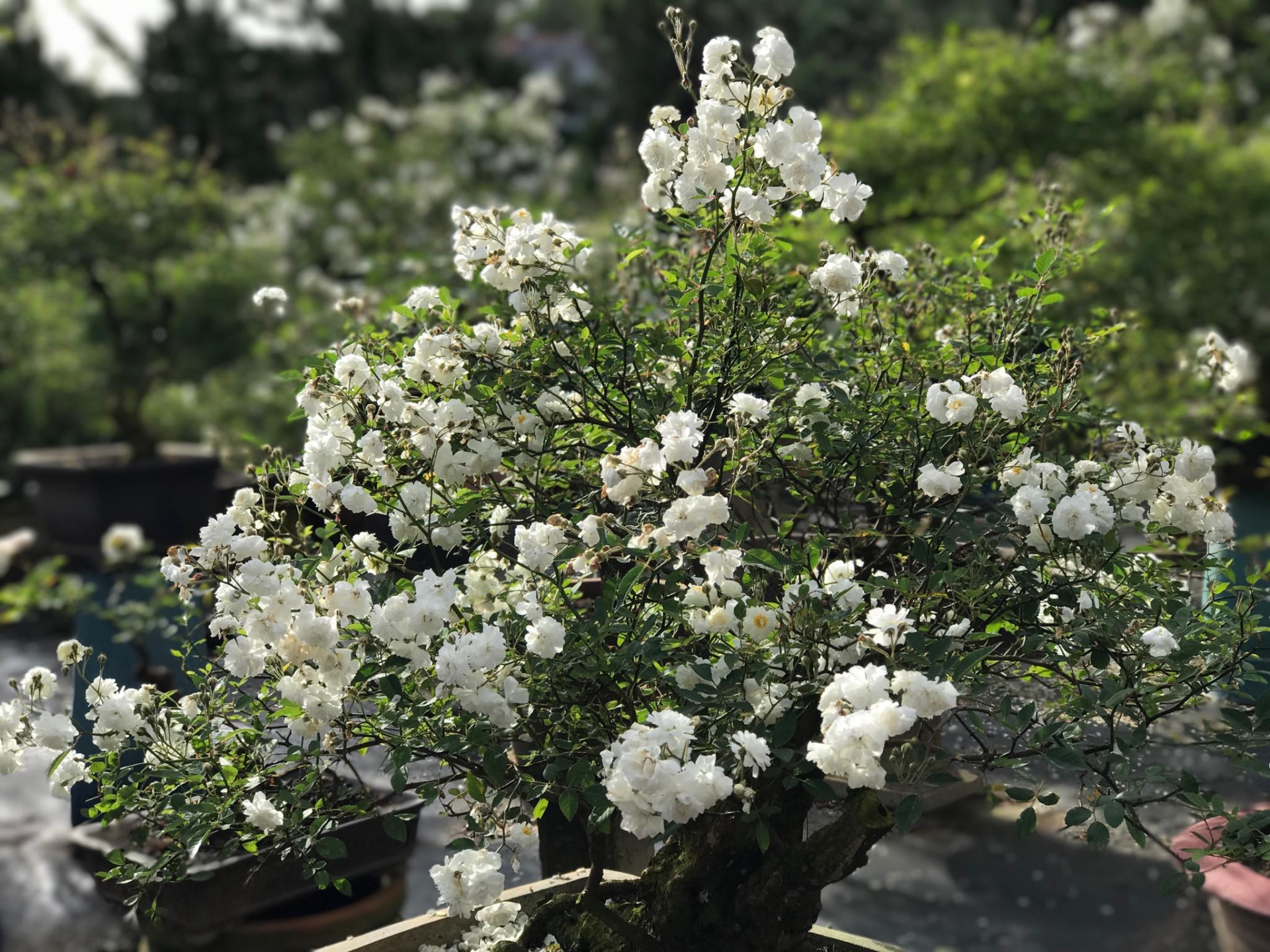 Khu vườn với những gốc hồng bonsai trị giá hàng trăm triệu ở Đà Lạt khu vuon voi nhung goc hong bonsai tri gia hang tram trieu o da lat