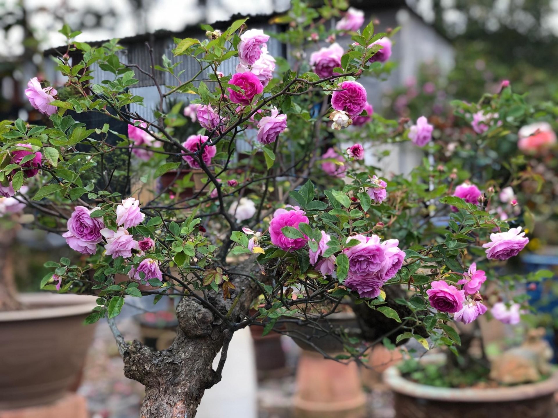 khu vuon voi nhung goc hong bonsai tri gia hang tram trieu o da lat