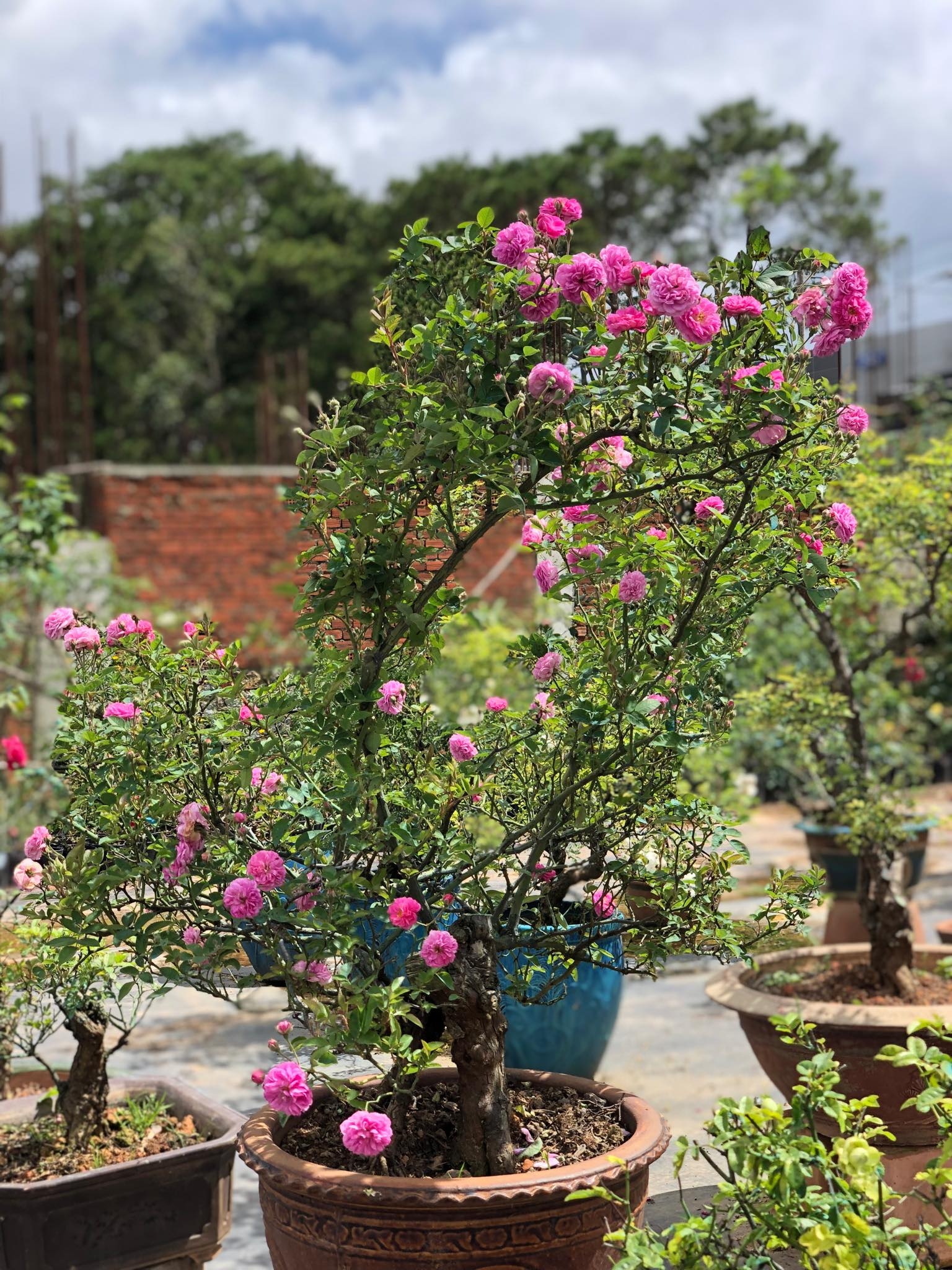 khu vuon voi nhung goc hong bonsai tri gia hang tram trieu o da lat