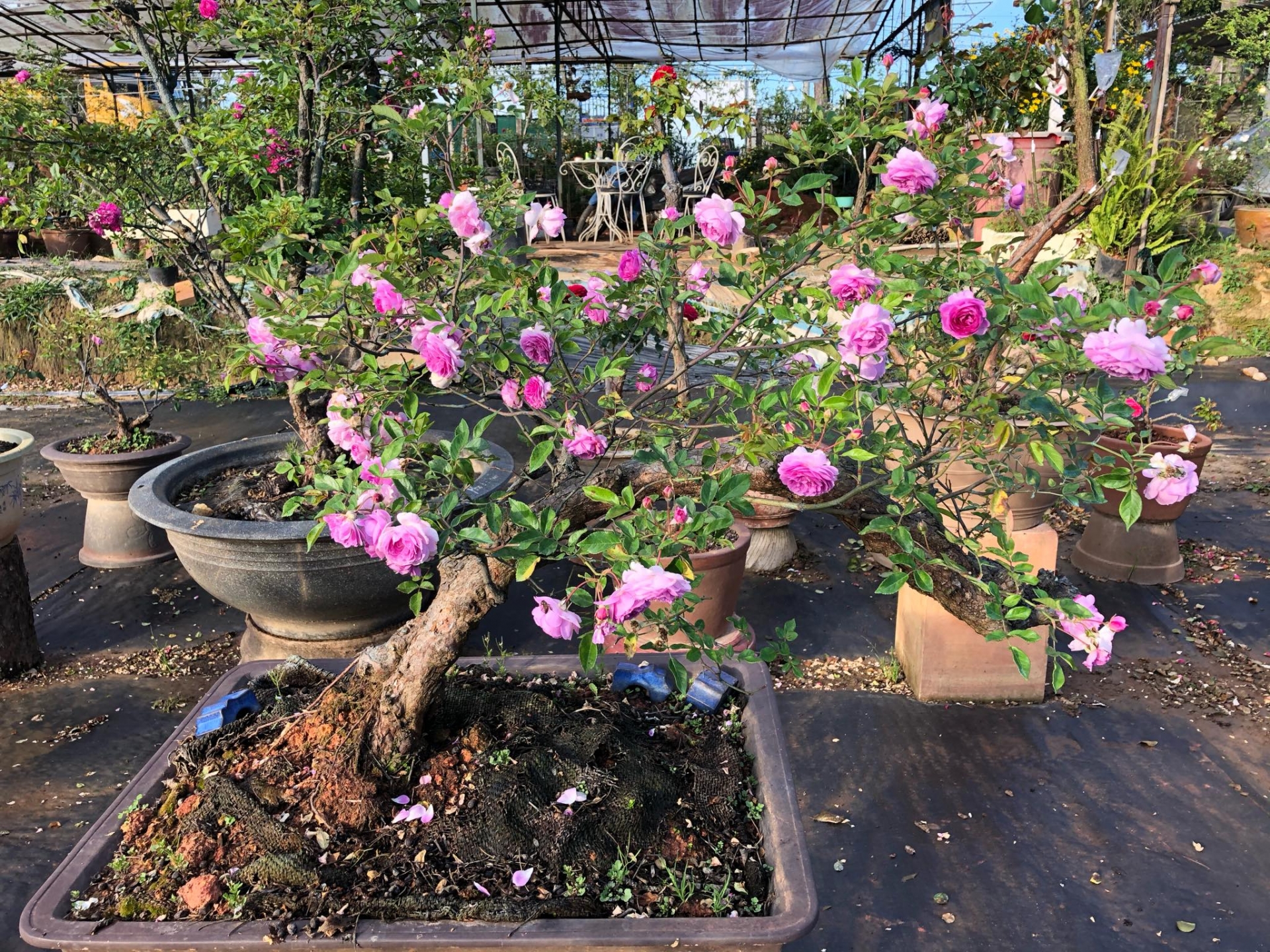 khu vuon voi nhung goc hong bonsai tri gia hang tram trieu o da lat