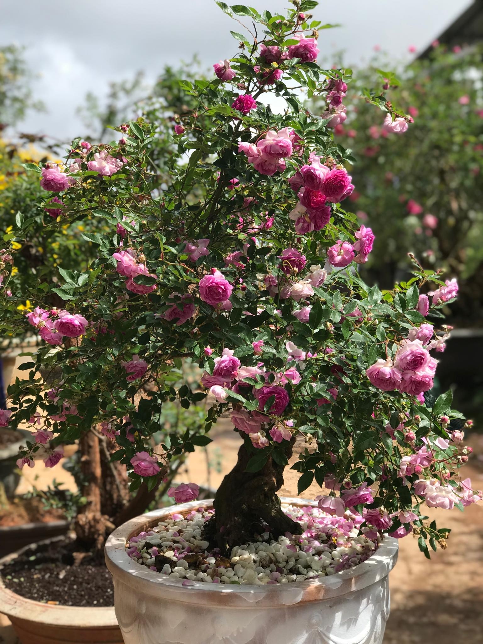 Khu vườn với những gốc hồng bonsai trị giá hàng trăm triệu ở Đà Lạt khu vuon voi nhung goc hong bonsai tri gia hang tram trieu o da lat