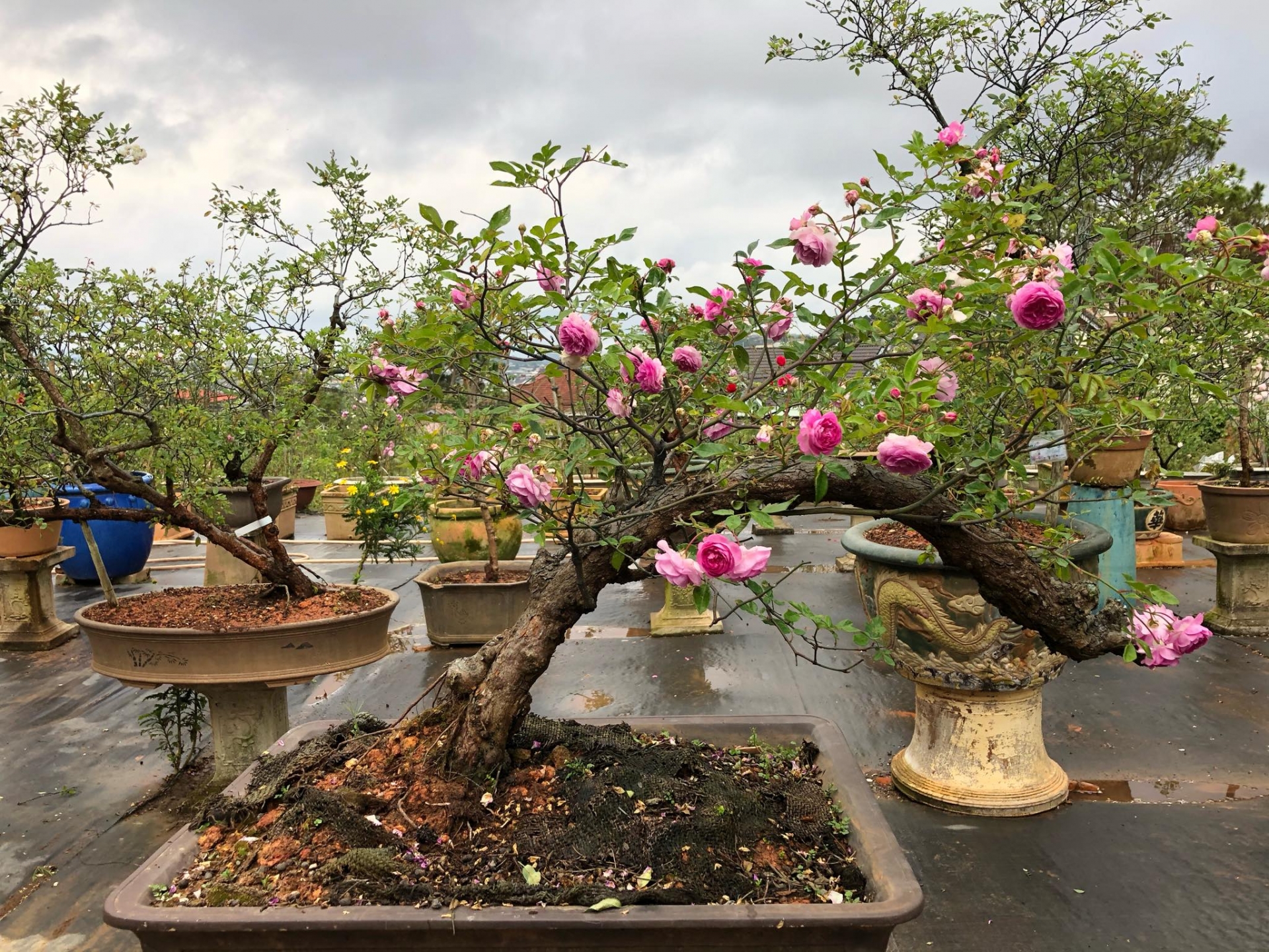 Khu vườn với những gốc hồng bonsai trị giá hàng trăm triệu ở Đà Lạt khu vuon voi nhung goc hong bonsai tri gia hang tram trieu o da lat