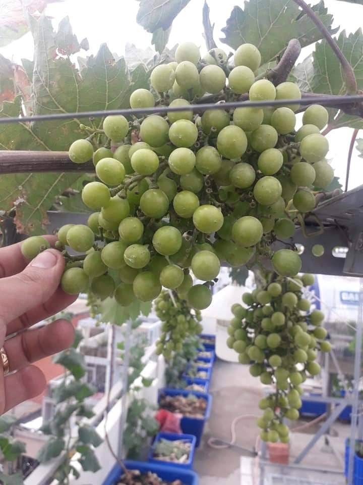 Khu vườn sân thượng đầy ắp cây trái xum xuê của ông bố trẻ ở Sài Gòn khu vuon san thuong day ap cay trai xum xue cua ong bo tre o sai gon