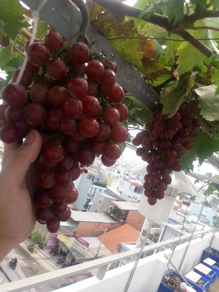 Khu vườn sân thượng đầy ắp cây trái xum xuê của ông bố trẻ ở Sài Gòn khu vuon san thuong day ap cay trai xum xue cua ong bo tre o sai gon