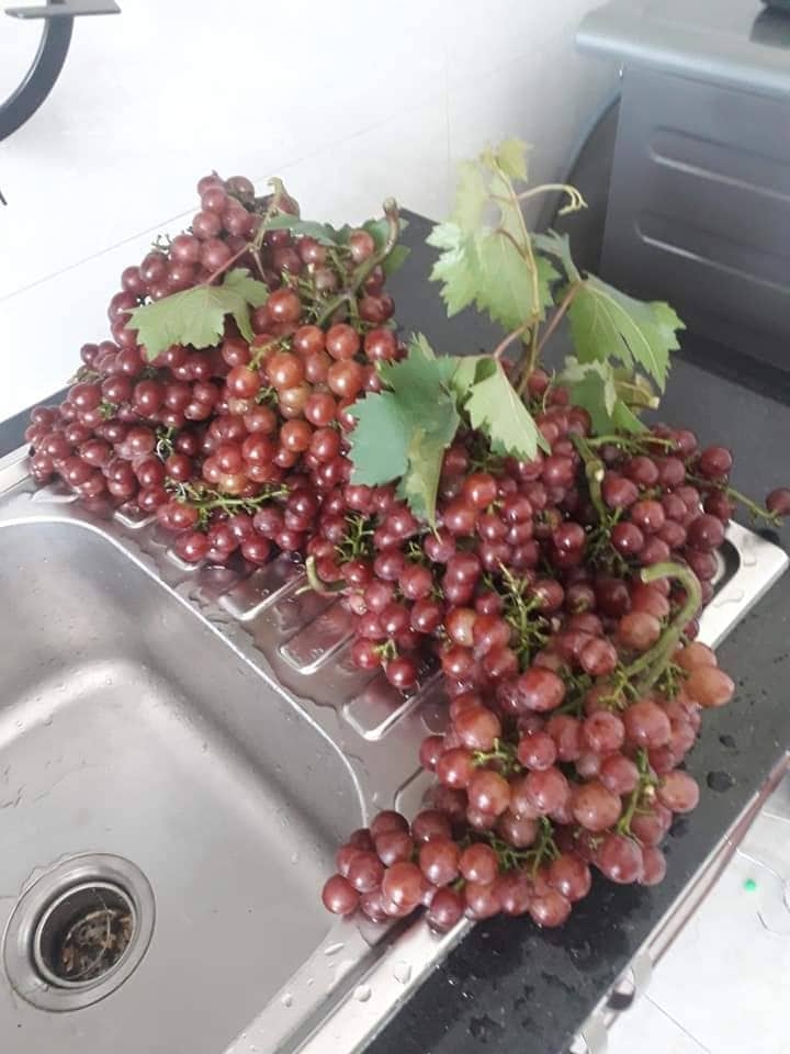 Khu vườn sân thượng đầy ắp cây trái xum xuê của ông bố trẻ ở Sài Gòn khu vuon san thuong day ap cay trai xum xue cua ong bo tre o sai gon