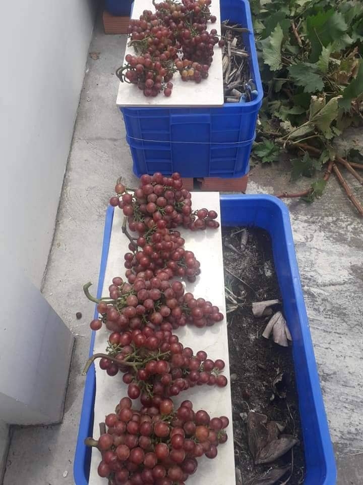 khu vuon san thuong day ap cay trai xum xue cua ong bo tre o sai gon