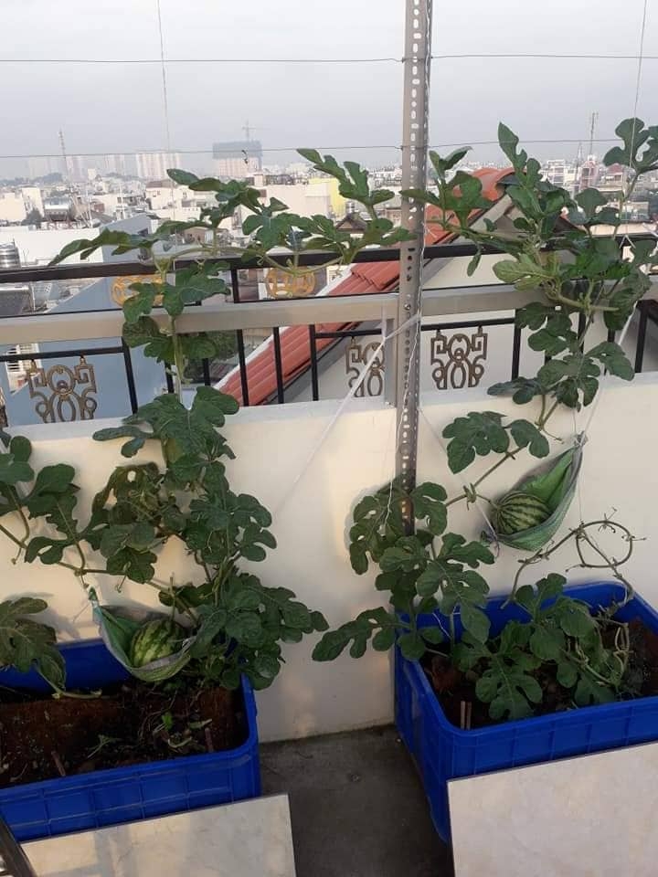 Khu vườn sân thượng đầy ắp cây trái xum xuê của ông bố trẻ ở Sài Gòn khu vuon san thuong day ap cay trai xum xue cua ong bo tre o sai gon