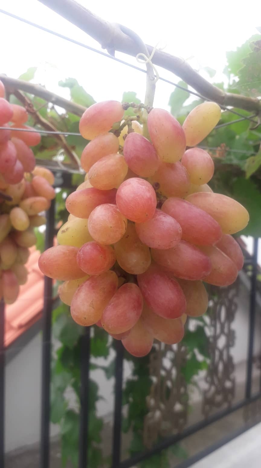 khu vuon san thuong day ap cay trai xum xue cua ong bo tre o sai gon