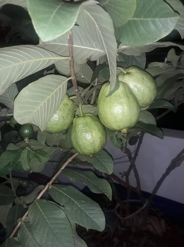 Khu vườn sân thượng đầy ắp cây trái xum xuê của ông bố trẻ ở Sài Gòn khu vuon san thuong day ap cay trai xum xue cua ong bo tre o sai gon