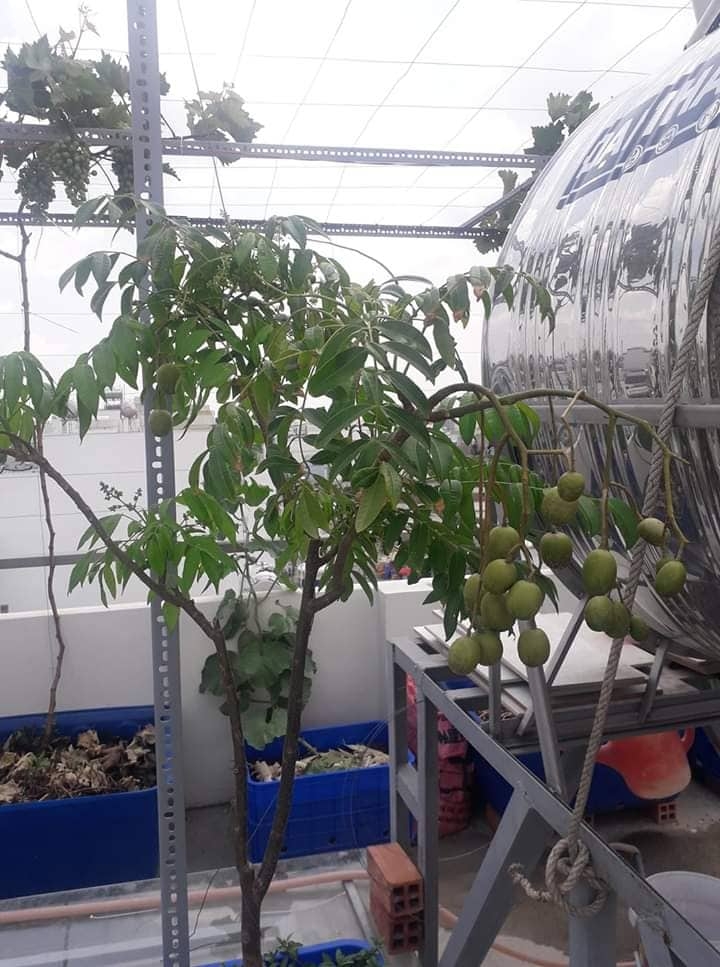 Khu vườn sân thượng đầy ắp cây trái xum xuê của ông bố trẻ ở Sài Gòn khu vuon san thuong day ap cay trai xum xue cua ong bo tre o sai gon