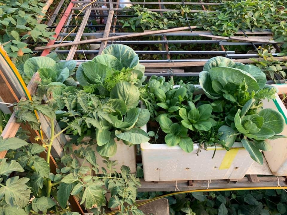 Vườn rau vụ đông tươi tốt trên sân thượng 50m2 của cô giáo mầm non Hà Nội vuon rau vu dong thu hoach moi tay khong het tren san thuong 50m2 cua co giao mam non ha noi