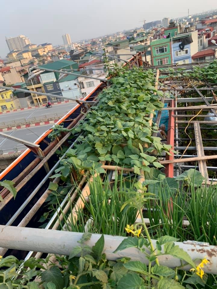 vuon rau vu dong thu hoach moi tay khong het tren san thuong 50m2 cua co giao mam non ha noi