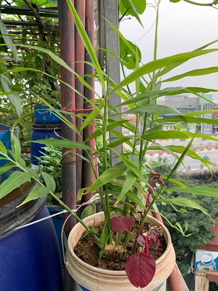 Vườn rau vụ đông tươi tốt trên sân thượng 50m2 của cô giáo mầm non Hà Nội vuon rau vu dong thu hoach moi tay khong het tren san thuong 50m2 cua co giao mam non ha noi