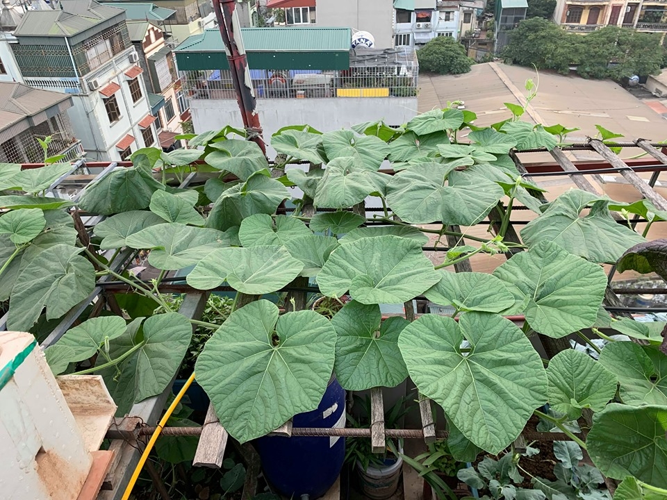 Vườn rau vụ đông tươi tốt trên sân thượng 50m2 của cô giáo mầm non Hà Nội vuon rau vu dong thu hoach moi tay khong het tren san thuong 50m2 cua co giao mam non ha noi
