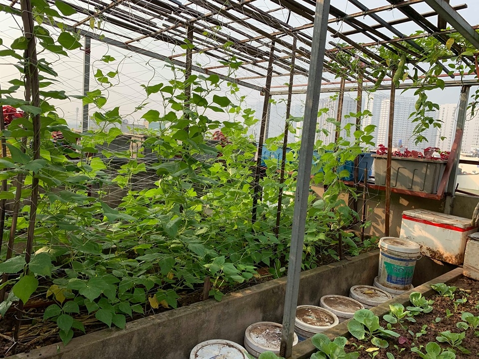 Vườn rau vụ đông tươi tốt trên sân thượng 50m2 của cô giáo mầm non Hà Nội vuon rau vu dong thu hoach moi tay khong het tren san thuong 50m2 cua co giao mam non ha noi