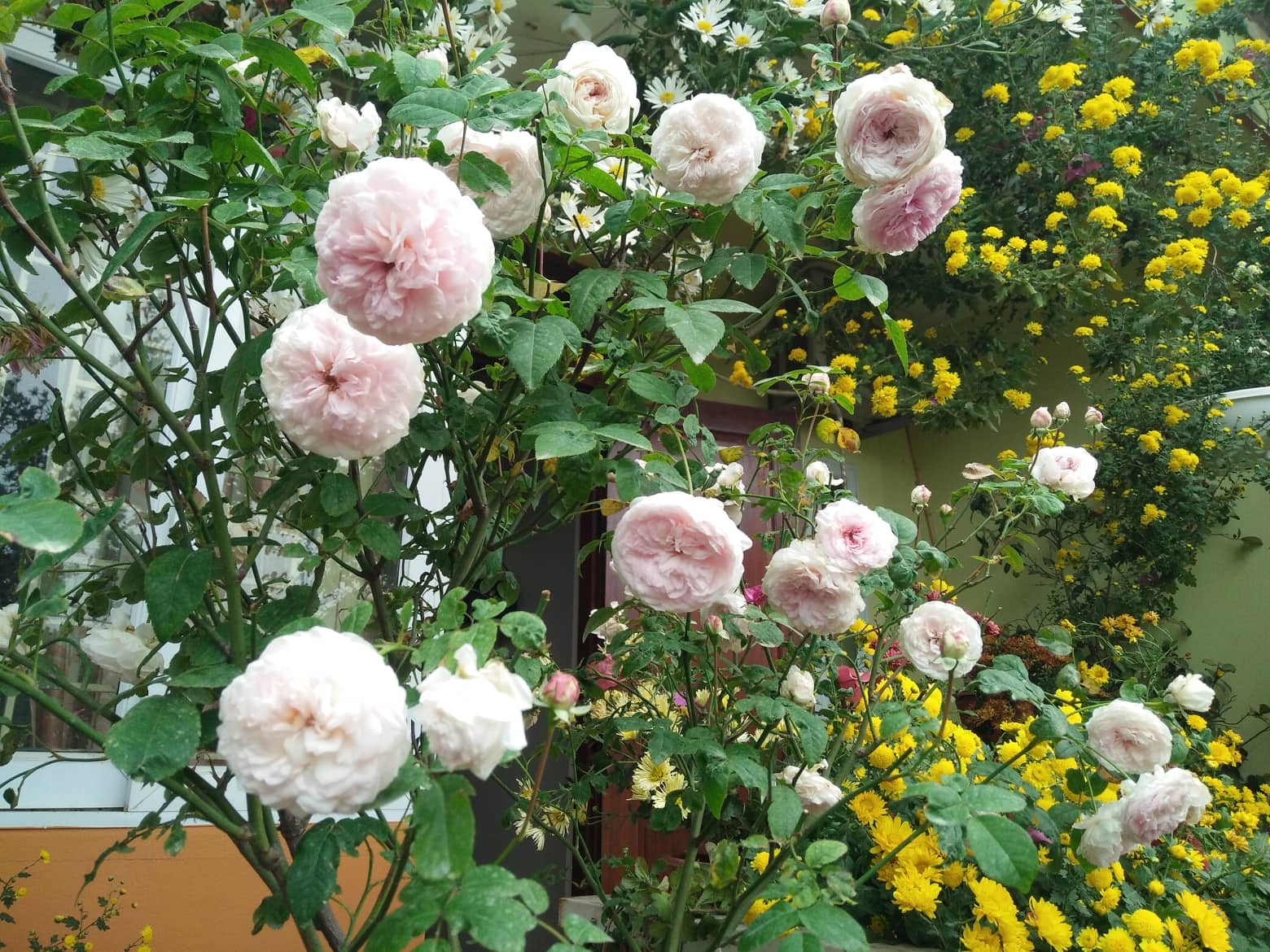 ngam nhung khom cuc no ro ben hien nha cua co giao o vinh phuc
