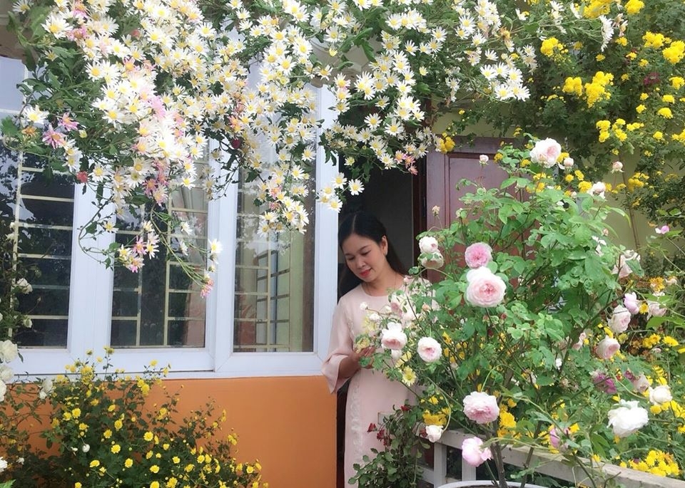 Ngắm những khóm cúc nở rộ bên hiên nhà của cô giáo ở Vĩnh Phúc