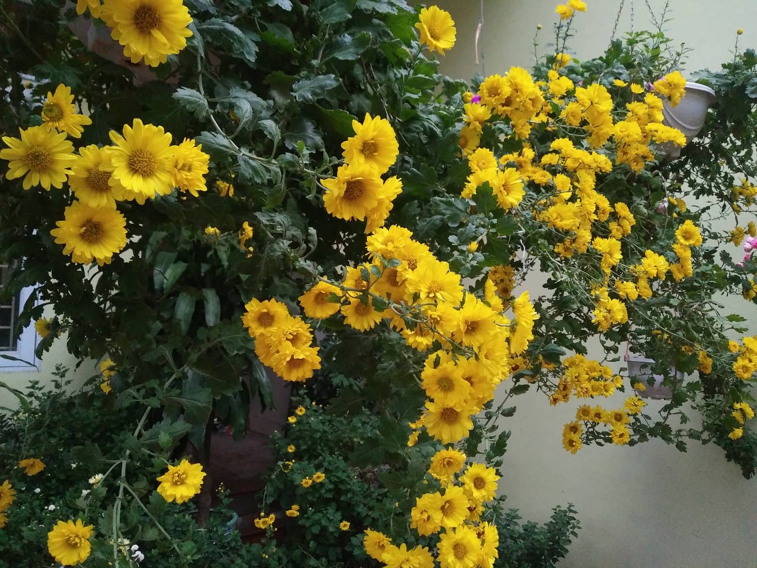 ngam nhung khom cuc no ro ben hien nha cua co giao o vinh phuc
