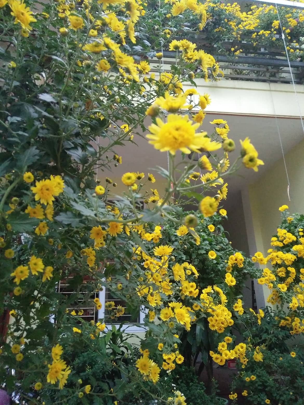 ngam nhung khom cuc no ro ben hien nha cua co giao o vinh phuc