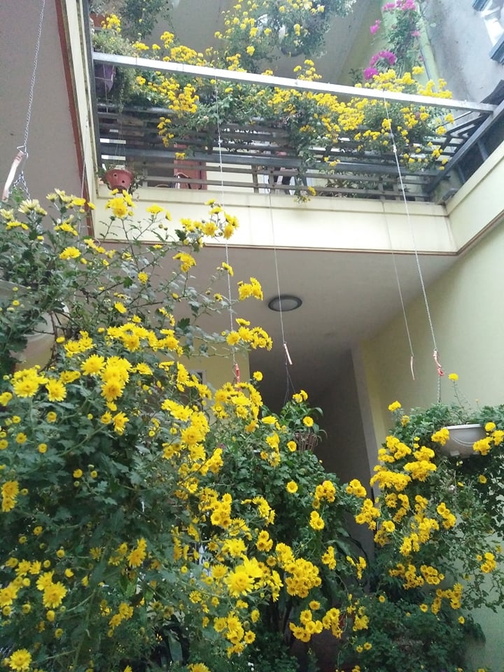 ngam nhung khom cuc no ro ben hien nha cua co giao o vinh phuc