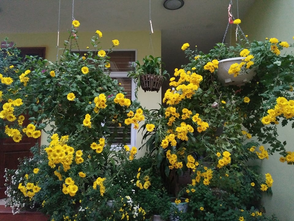 Ngắm những khóm cúc nở rộ bên hiên nhà của cô giáo ở Vĩnh Phúc ngam nhung khom cuc no ro ben hien nha cua co giao o vinh phuc