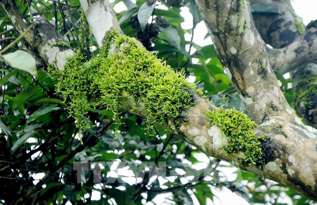 Sơn La: hàng trăm cây chè cổ thụ đủ điều kiện công nhận 
