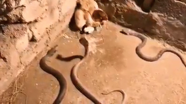 cam dong ga me tu chien 3 ran ho mang de cuu dan con
