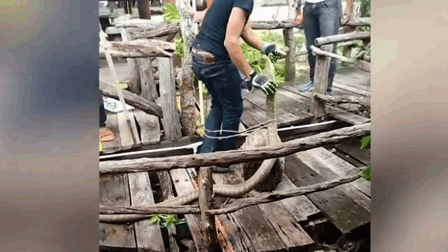 Video: Nhân viên quán ăn tá hỏa phát hiện rắn hổ mang chúa dài 4 mét nấp dưới cây cầu gỗ