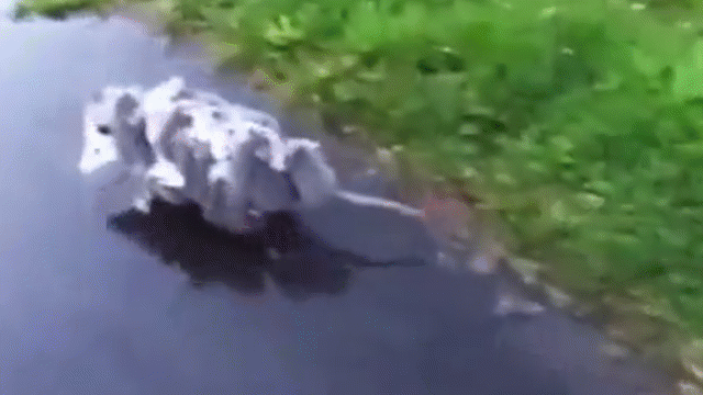 Video: Chuột túi opossum ì ạch cõng trên lưng 15 con non trên lưng