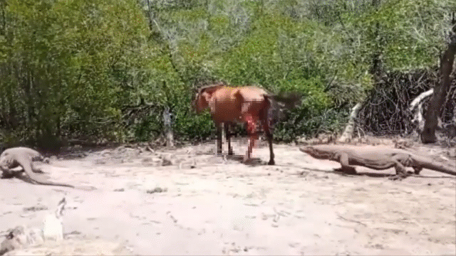 video can canh man ket lieu tan doc cua rong komodo danh cho ngua hoang