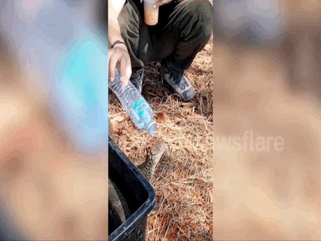 video thu vi canh nguoi cuu ho cho ran ho mang chua giai khat