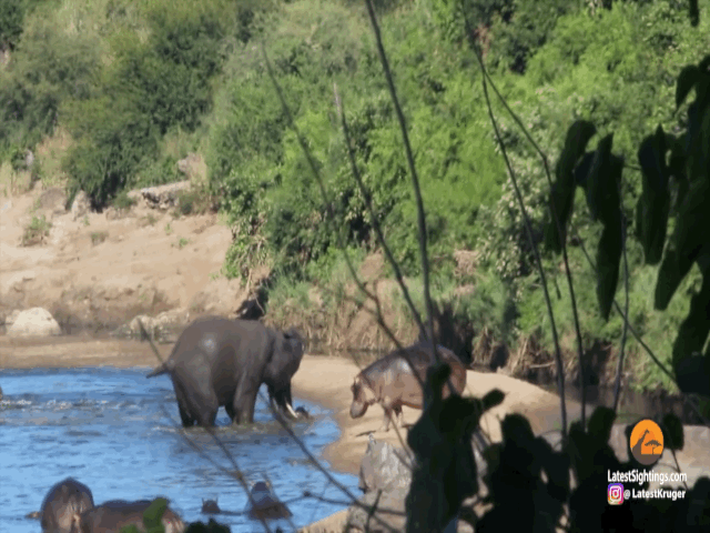 video voi noi dien huc ha ma vang tu ho len bai cat