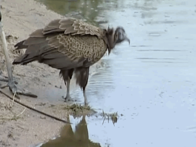 clip co marabou nham hiem muon tay ca sau de tieu diet ken ken