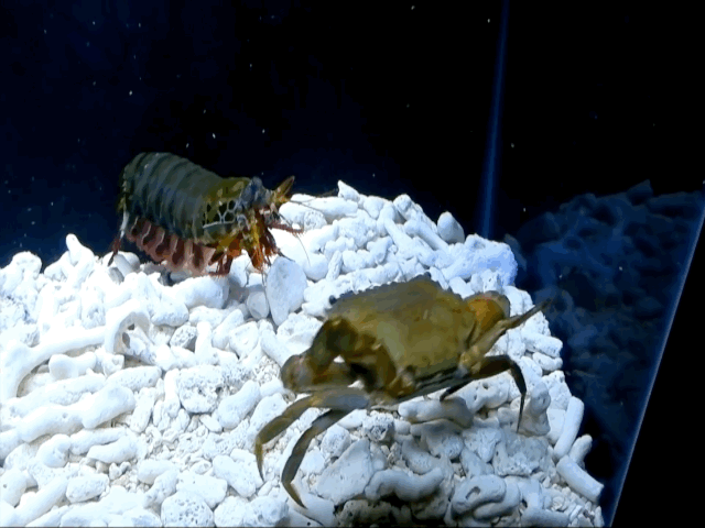 video hoi hop man dau vo cang giua tom tit voi cua