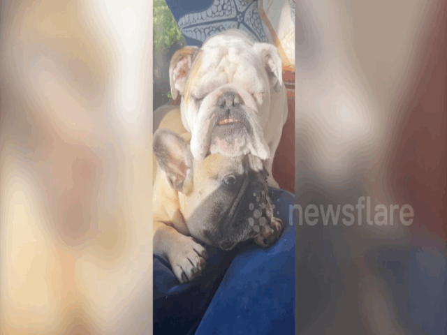 video khoanh khac chu cho ngu quen tren dau nguoi anh em