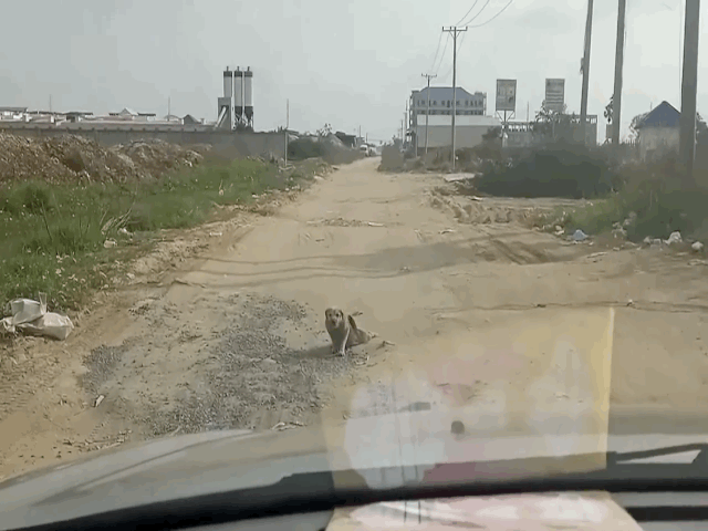 Video: Chú chó giả vờ bị thương, lê lết trên đường đánh lừa tài xế