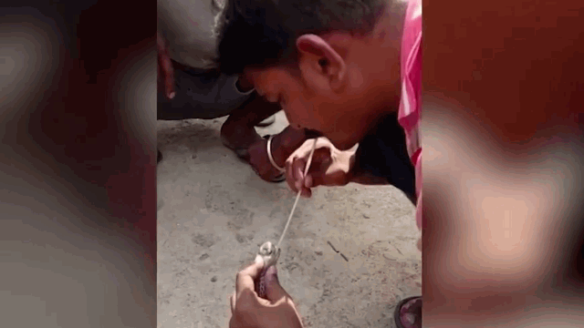 video hai hung canh ho hap nhan tao de cuu ran ho mang