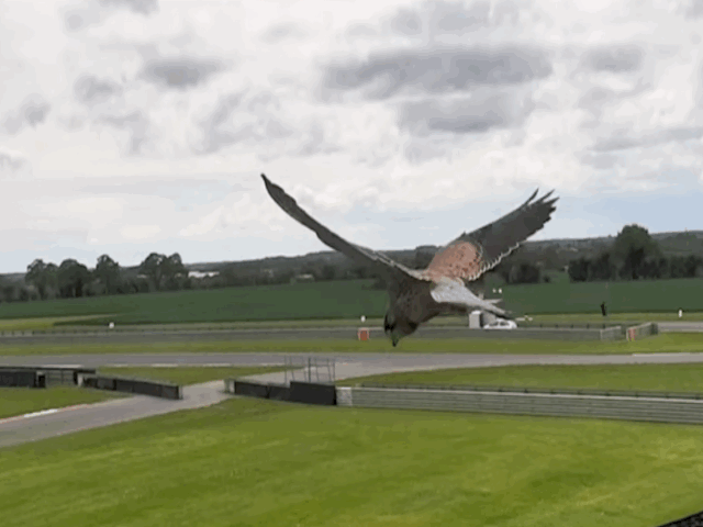 video chim cat trinh dien man dung hinh don gio gay bao mang