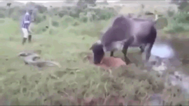 video bo me dien cuong tan cong tran khung de tra thu cho con