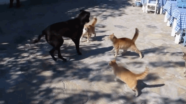 video co tinh gay han cho du bi 4 chu meo danh hoi dong