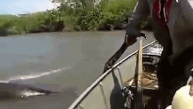 Video: Dùng tay không tóm trăn 