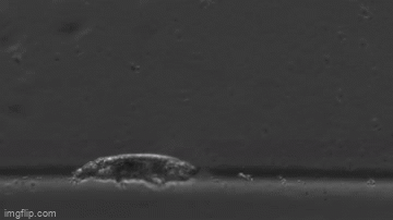 vieo can canh gau nuoc loai sinh vat bat tu