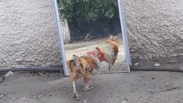 Video: Thấy bóng của mình trong gương, gà trống hăng máu nhảy lên đánh nhau với 