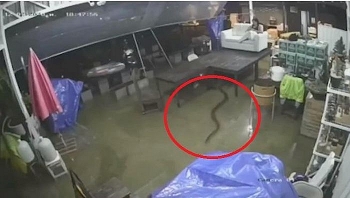Video: Gia chủ thất kinh khi thấy hổ mang chúa dài 4m ngoe nguẩy trườn vào nhà